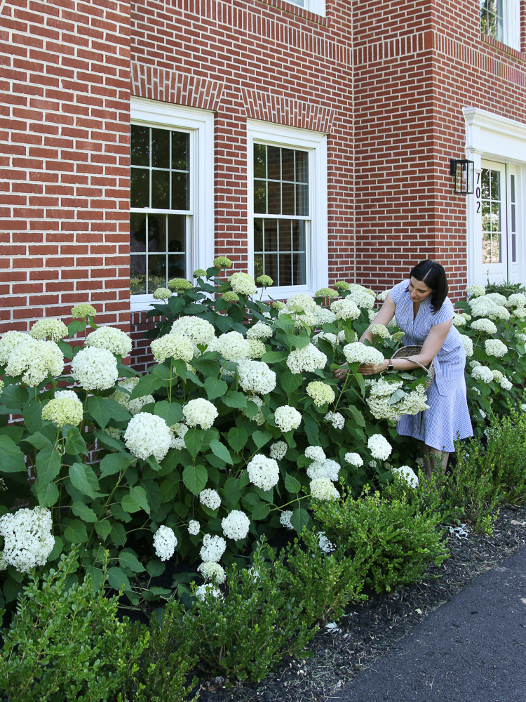 Better hydrangea variety, Incrediball and Annabelle Hydrangeas, brick colonial home, front door