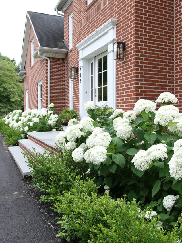 cropped-Better-Variety-Hydrangea-010.jpg
