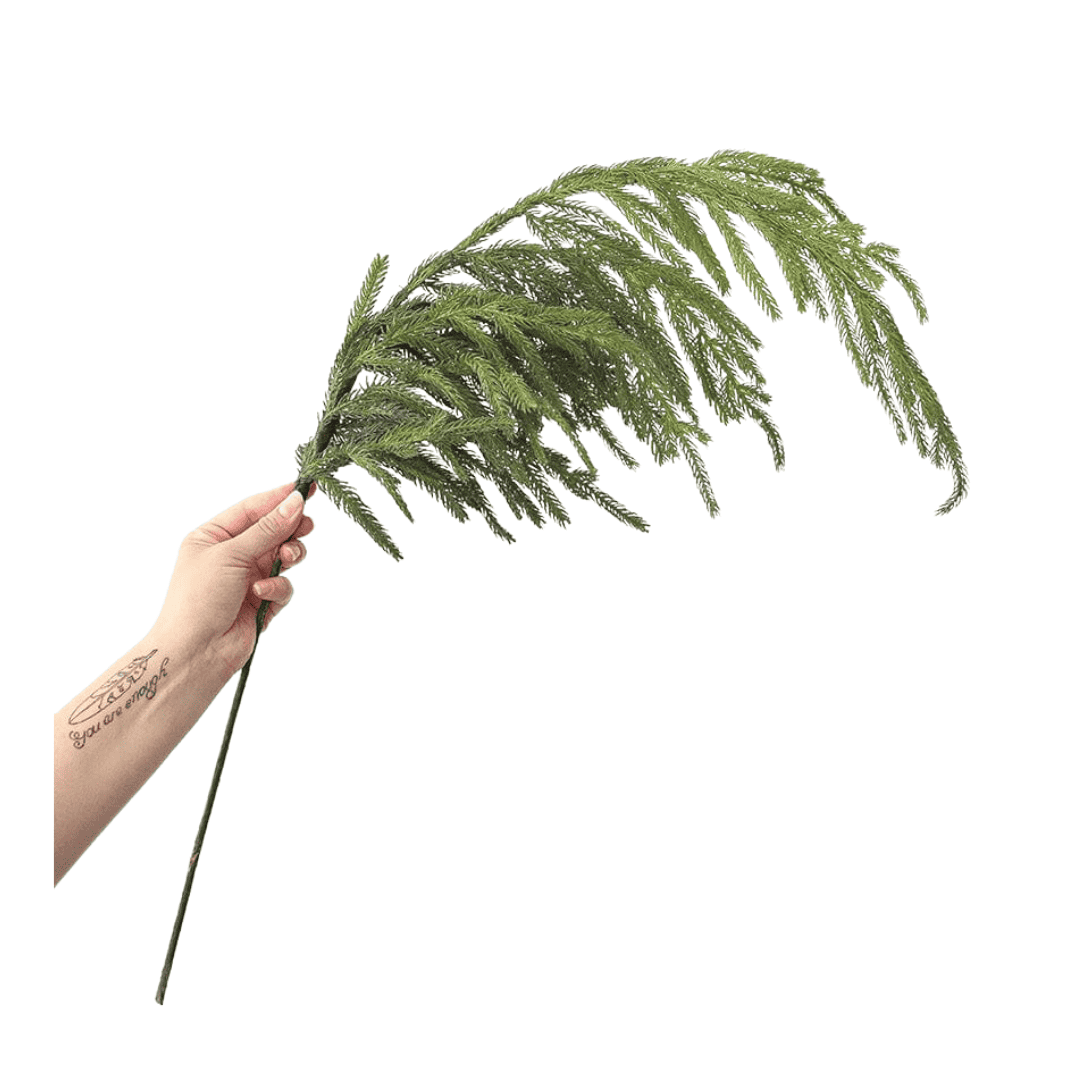Afloral stock photo with Norfolk pine branch