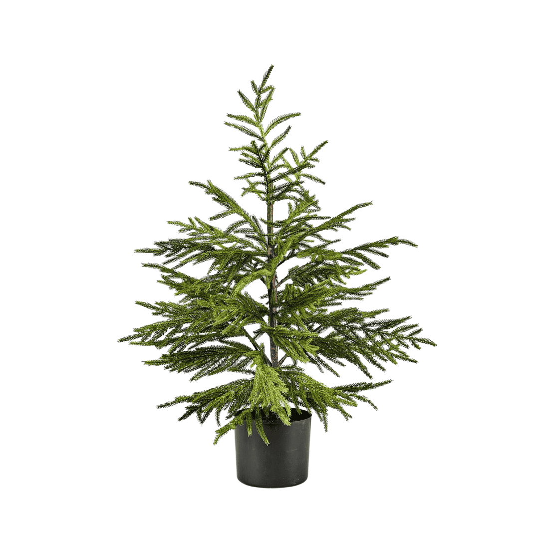 Afloral stock photo with small artificial Norfolk pine tree