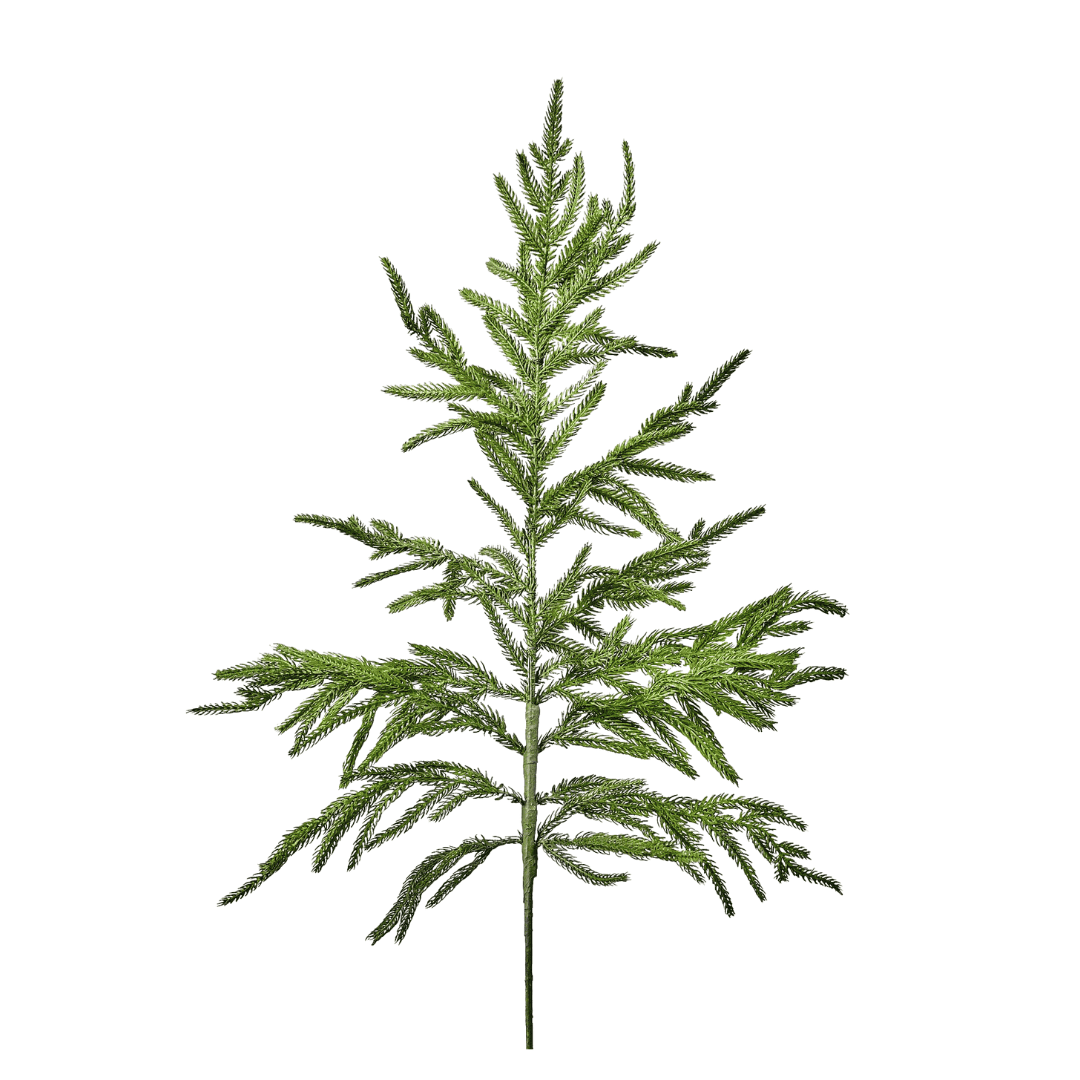 Norfolk pine stem