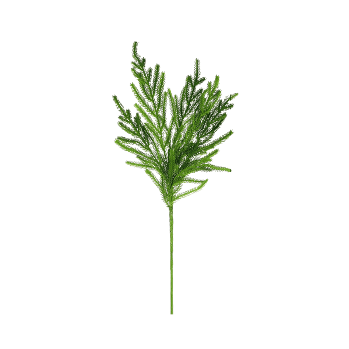 Norfolk pine stems for winter decorating